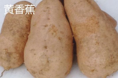 甘薯優(yōu)良的新品種介紹，不同品種的種植時(shí)間不同