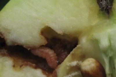 李子食心蟲(chóng)的危害癥狀，果實(shí)內(nèi)部會(huì)出現(xiàn)豆沙狀