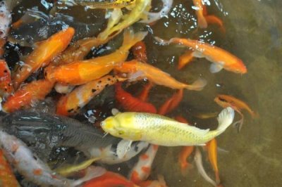 農(nóng)村養(yǎng)殖業(yè)和種植業(yè)對比，養(yǎng)殖業(yè)的風(fēng)險(xiǎn)比種植業(yè)更高