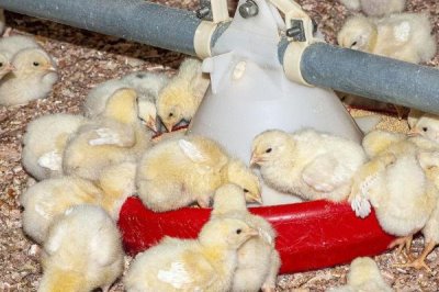 飼養(yǎng)小雞要喂什么食物，小米、青菜、小蟲均可飼喂