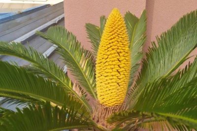 鐵樹開花的寓意，是美好、幸福與富貴的象征
