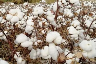 如何防治棉花僵苗，需適時播種和適量施肥等