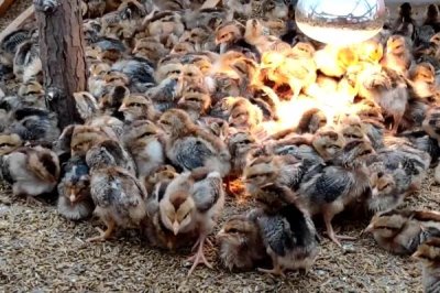 飼養(yǎng)小雞要喂什么食物，小米、青菜、小蟲均可飼喂