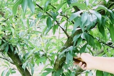李子樹何時剪枝以及修剪方法，夏初可進(jìn)行首次修剪