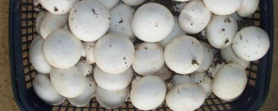 雙孢菇的價(jià)格，地區(qū)不同售價(jià)也不同