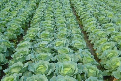 起壟栽培對甘藍(lán)的好處，可提高光照面積和增加土壤通透性