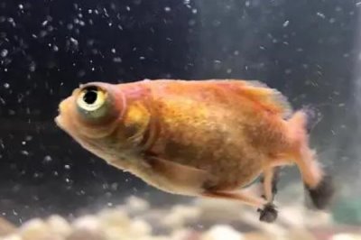 金魚身上爛了的原因，白點(diǎn)病、水霉病、爛鰭癥等都會導(dǎo)致
