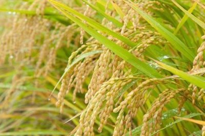 中國(guó)海水稻的種植面積，2024年年底已突破100萬(wàn)畝