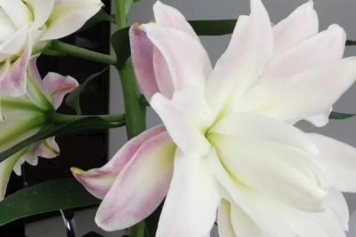 11朵百合代表什么意思，花語(yǔ)是愛(ài)情、一心一意、美好