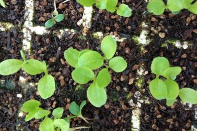 秋萵筍種植方法，在9-11月大量上市