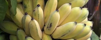 香蕉的產(chǎn)地，原產(chǎn)地是東南亞