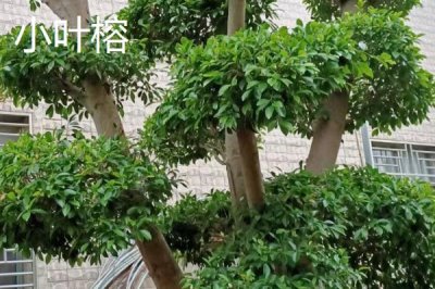 如何挑選榕樹種子，顆粒飽滿、具有光澤的種子品質(zhì)更好