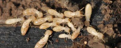 甘蔗白蟻為害情況，萌芽期和成熟時受害重