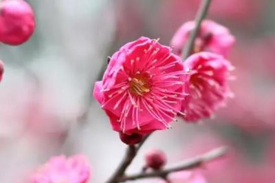 紅梅的花期，通常集中在冬春季節(jié)