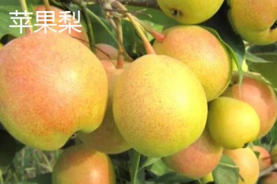 甘肅省民樂縣的特產(chǎn)，產(chǎn)出的蘋果梨具有中國一代梨王的美譽(yù)