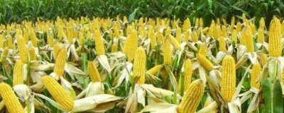 汶單307玉米種子特點(diǎn)，適宜密度為每畝5000株左右