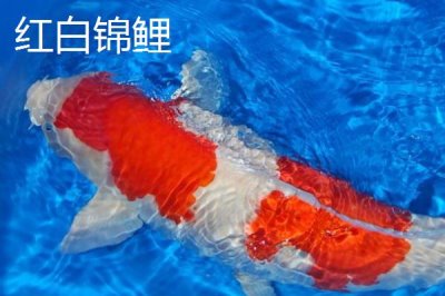 錦鯉魚吃什么食物，分為植物性飼料、動物性飼料、合成飼料