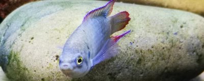 圓尾斗魚(yú)的產(chǎn)地，主要分布在日本、韓國(guó)、俄國(guó)等地