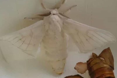 蠶羽化成蛾能存活多少天，一般只能活1-3天