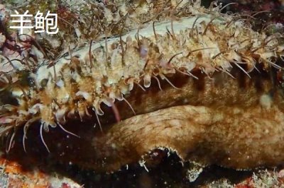 什么品種的鮑魚苗好，常見這6種