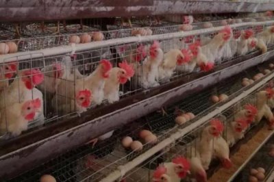 蛋雞喂什么料下蛋多，可飼喂高蛋白質(zhì)的飼料