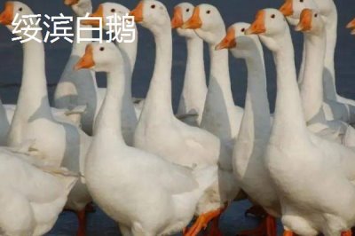 黑龍江省綏濱縣的特產(chǎn)，黑墾二九〇紅小豆是全國(guó)農(nóng)產(chǎn)品地理標(biāo)志