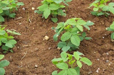 黑豆的生長要求，對土壤要求不高但需要較多水分