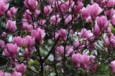 紫玉蘭是什么植物，為中國兩千多年的傳統(tǒng)花卉