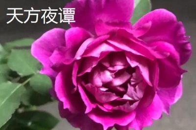 哪些月季適合在湖南種植，包括碧翠絲、真宙、月月紅等品種