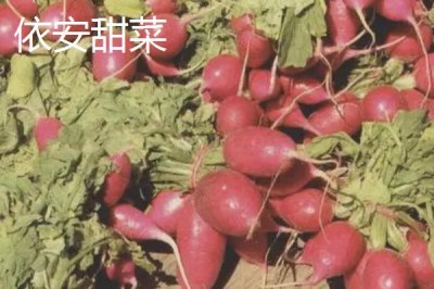 黑龍江省依安縣的特產(chǎn)，包括依安紫花油豆角、依安甜菜等種類