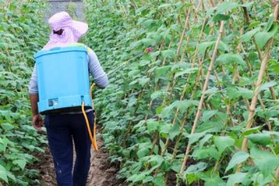 防治蚜蟲用什么藥，馬拉硫磷、殺螟松、抗蚜威等藥物均可起到滅殺效果