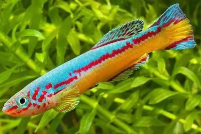 粉紅佳人鳉魚(yú)好不好養(yǎng)，飼養(yǎng)難度較小