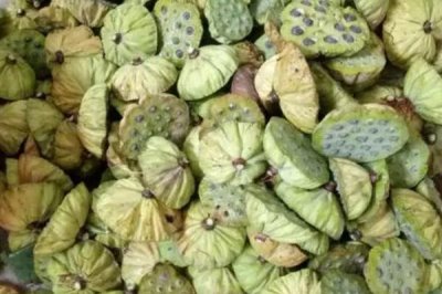 蓮子怎么種植，浸泡催芽、經(jīng)過消毒后再播種
