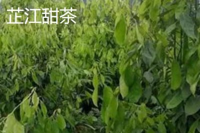湖南省芷江侗族自治縣的特產(chǎn)，雪峰山魚腥草曾被侗民稱為仙草