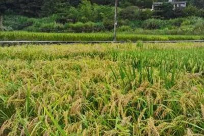 在稻田中養(yǎng)黃鱔的畝利潤(rùn)，一年大概可獲利3萬(wàn)元左右