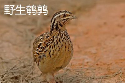鵪鶉和鴿子的區(qū)別，科屬、形態(tài)和繁殖方法均不同
