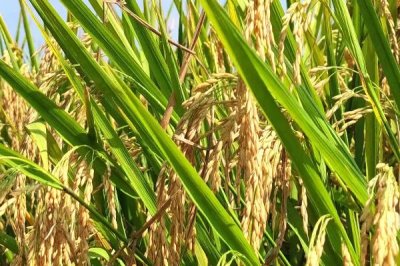 隆優(yōu)絲苗水稻種簡介，早造全生育期125～127天