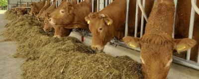 肉牛吃什么飼料長得快，可喂食草料、青貯飼料和精料補充料