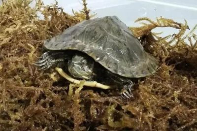 烏龜死亡的表現(xiàn)有哪些，首先會停止活動