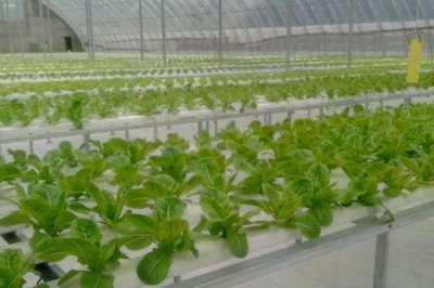 蔬菜的水培方法，可將蔬菜栽種至定植杯中、再鑲嵌于浮板各孔上