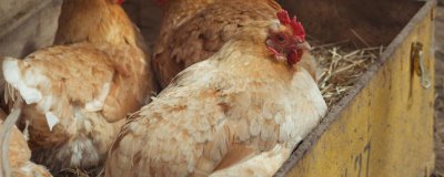 母雞抱窩喂食頻率，每天喂食一次飼料和水即可