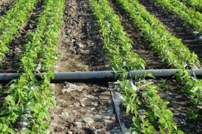 溫室滴灌的好處，可減少濕度降低發(fā)病幾率