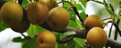 湖北老河口的特產(chǎn)，這8種都值得帶走