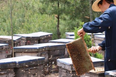 養(yǎng)蜂如何換王，待蜂群失王1-2天再介入新王