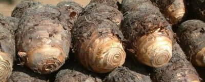 廣西省荔浦市的特產(chǎn)，荔浦馬蹄久負盛名