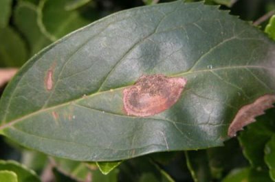 香石竹兩種病害怎么打農(nóng)藥，高濕期間可噴施代森鋅