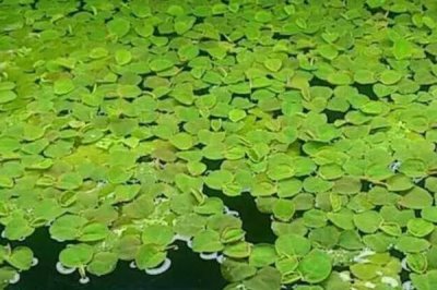 家養(yǎng)小龍蝦要喂什么，一般可飼喂蚯蚓、魚粉、谷類等食物