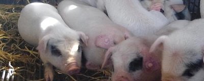 母豬產(chǎn)仔后不吃食怎么處理，首先一定要改變?nèi)占Z的配方