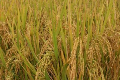 蜀優(yōu)975水稻品種的特性，播種前用藥劑浸種