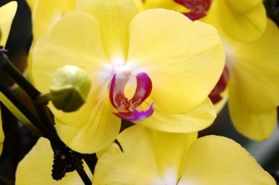 蝴蝶蘭的花語，寓意事業(yè)發(fā)達、事事順心等